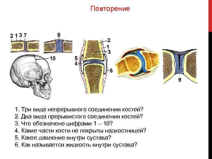 Составьте схему иллюстрирующую виды соединений костей