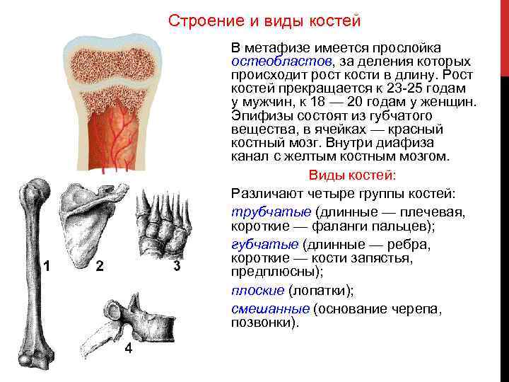 Рост костей осуществляется