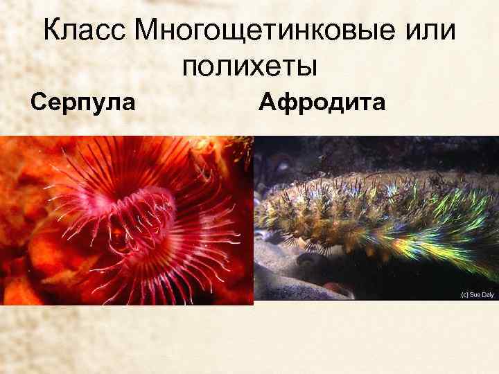 Класс Многощетинковые или полихеты Серпула Афродита 
