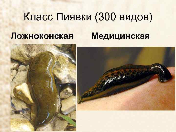 Класс Пиявки (300 видов) Ложноконская Медицинская 