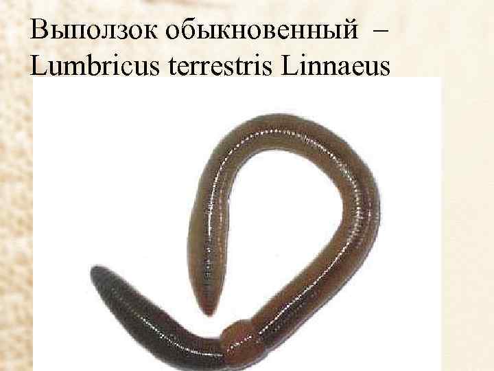 Выползок обыкновенный – Lumbricus terrestris Linnaeus 