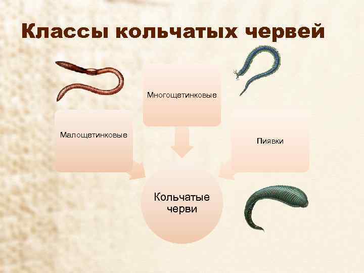 Классы кольчатых червей Многощетинковые Малощетинковые Пиявки Кольчатые черви 