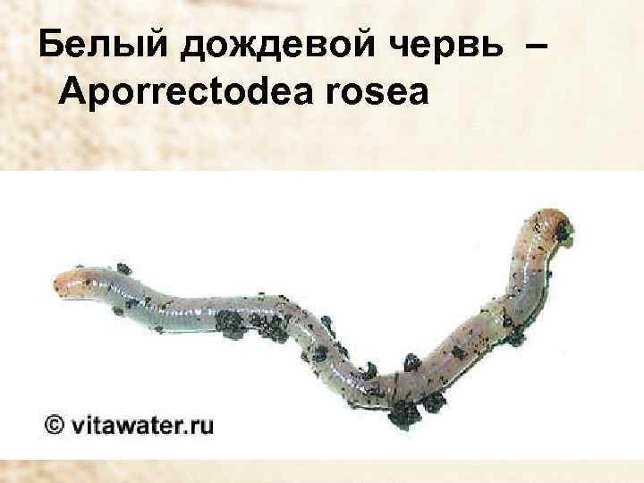 Белый дождевой червь – Aporrectodea rosea 