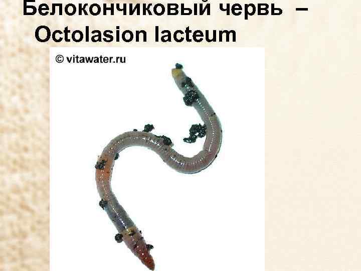 Белокончиковый червь – Octolasion lacteum 
