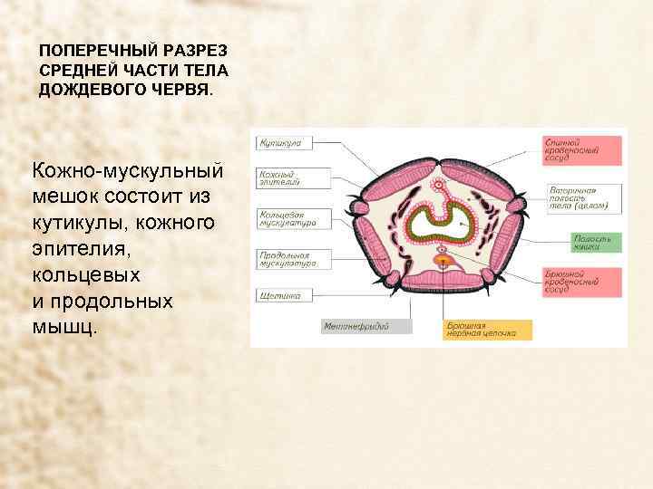 ПОПЕРЕЧНЫЙ РАЗРЕЗ СРЕДНЕЙ ЧАСТИ ТЕЛА ДОЖДЕВОГО ЧЕРВЯ. Кожно-мускульный мешок состоит из кутикулы, кожного эпителия,