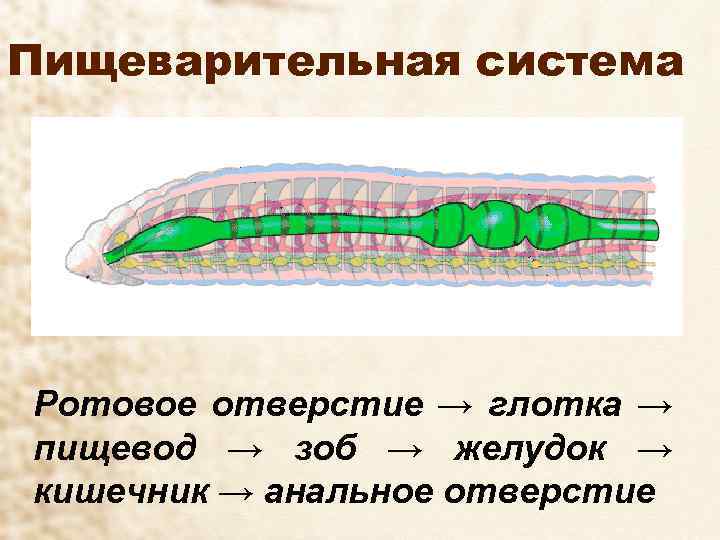 Пищеварительная система Ротовое отверстие → глотка → пищевод → зоб → желудок → кишечник