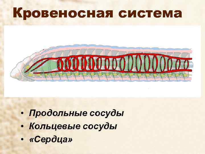 Кровеносная система • Продольные сосуды • Кольцевые сосуды • «Сердца» 