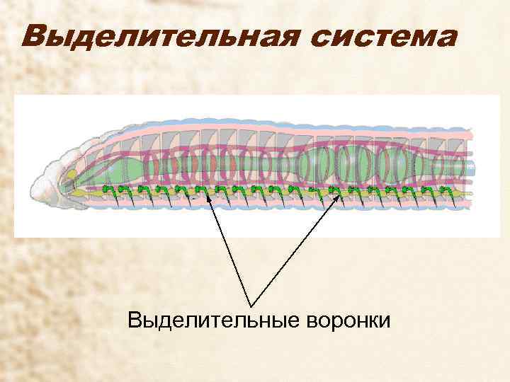 Выделительная система Выделительные воронки 