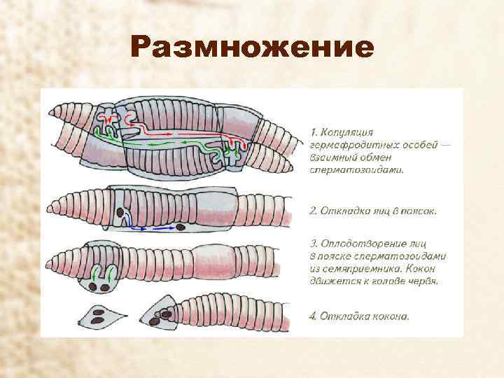 Размножение 