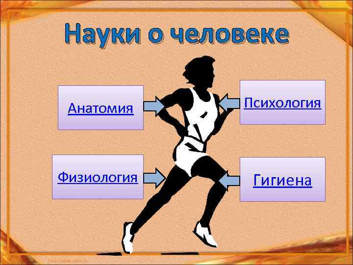 Науки о человеке Анатомия Психология Физиология Гигиена 