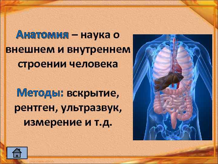 Анатомия – наука о внешнем и внутреннем строении человека Методы: вскрытие, рентген, ультразвук, измерение