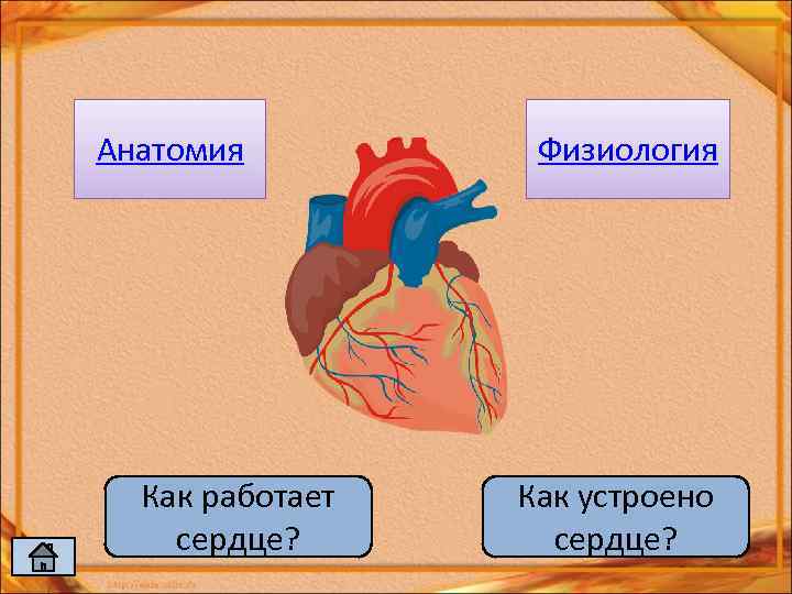 Анатомия Как работает сердце? Физиология Как устроено сердце? 