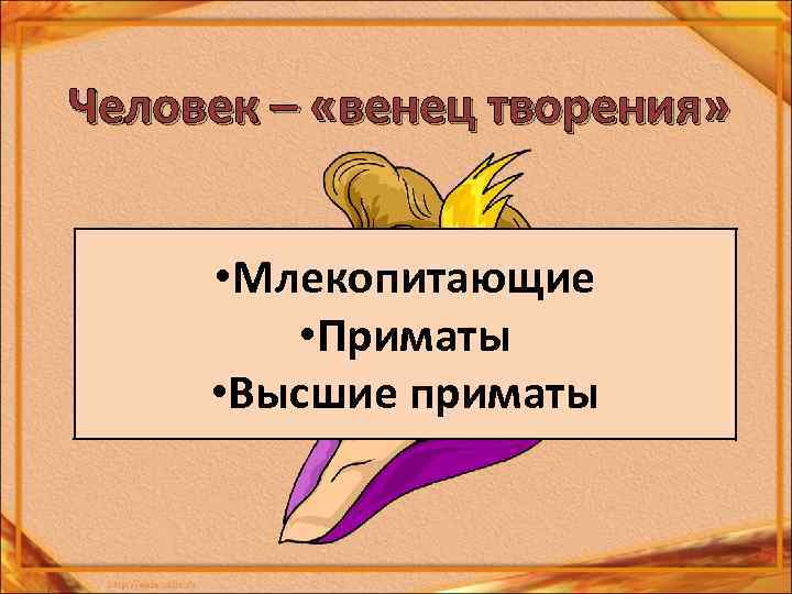 Человек – «венец творения» • Млекопитающие • Приматы • Высшие приматы 