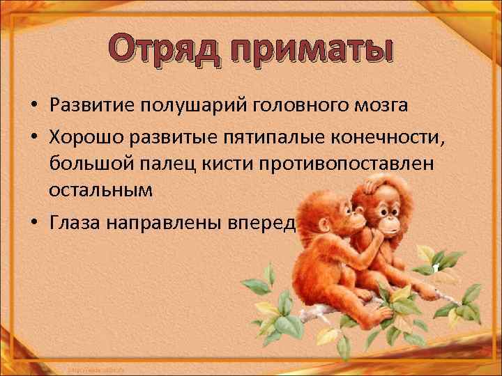 Отряд приматы • Развитие полушарий головного мозга • Хорошо развитые пятипалые конечности, большой палец