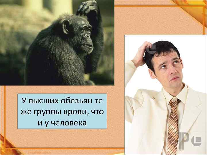 У высших обезьян те же группы крови, что и у человека 