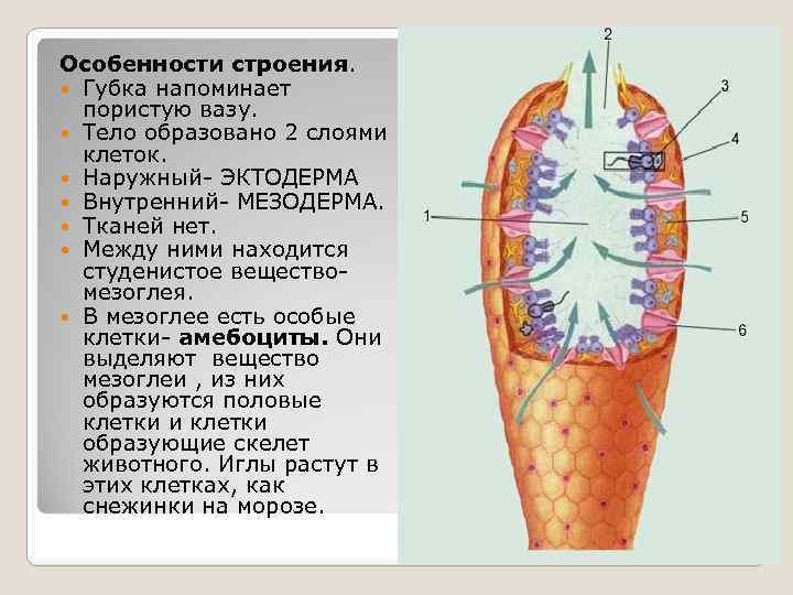 Особенности строения. Губка напоминает пористую вазу. Тело образовано 2 слоями клеток. Наружный- ЭКТОДЕРМА Внутренний-