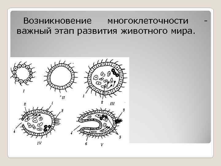 Возникновение многоклеточности важный этап развития животного мира. 