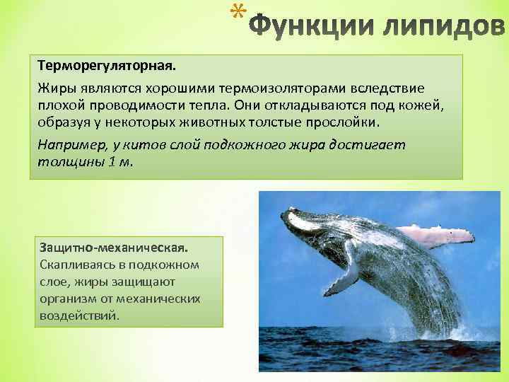 * Терморегуляторная. Жиры являются хорошими термоизоляторами вследствие плохой проводимости тепла. Они откладываются под кожей,