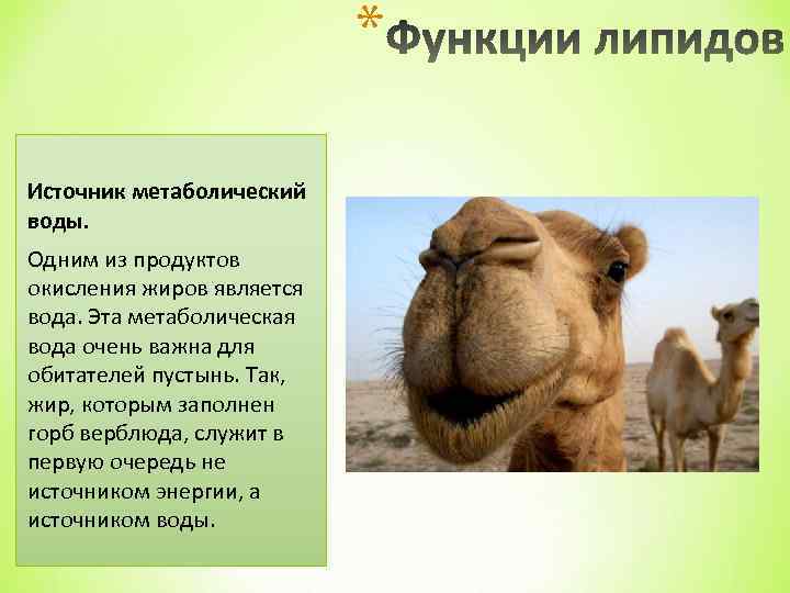 * Источник метаболический воды. Одним из продуктов окисления жиров является вода. Эта метаболическая вода