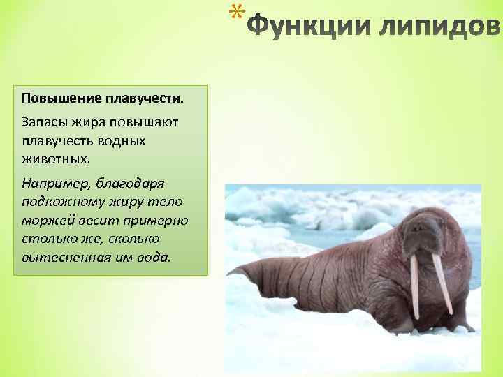* Повышение плавучести. Запасы жира повышают плавучесть водных животных. Например, благодаря подкожному жиру тело