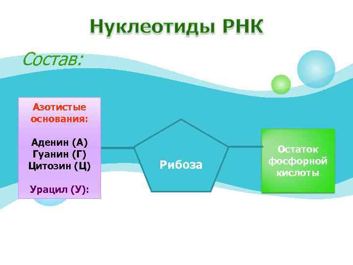 Состав: Азотистые основания: Аденин (А) Гуанин (Г) Цитозин (Ц) Урацил (У): Рибоза Остаток фосфорной