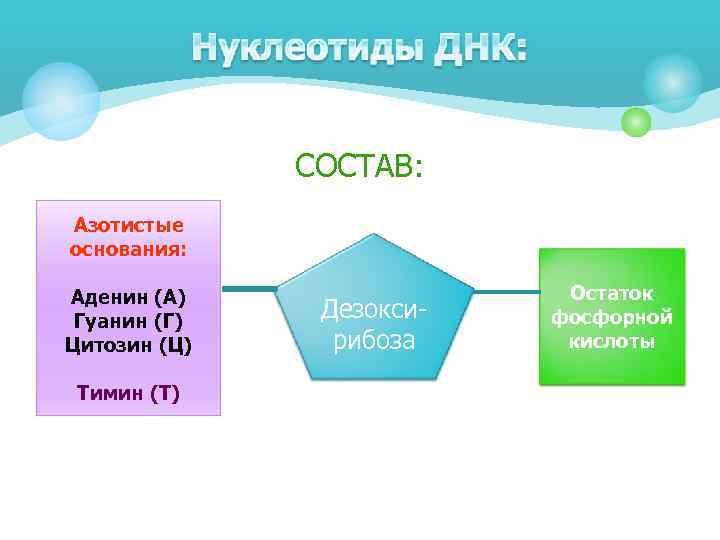 СОСТАВ: Азотистые основания: Аденин (А) Гуанин (Г) Цитозин (Ц) Тимин (Т) Дезоксирибоза Остаток фосфорной