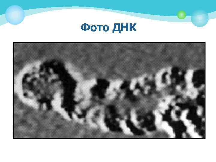 Фото ДНК 