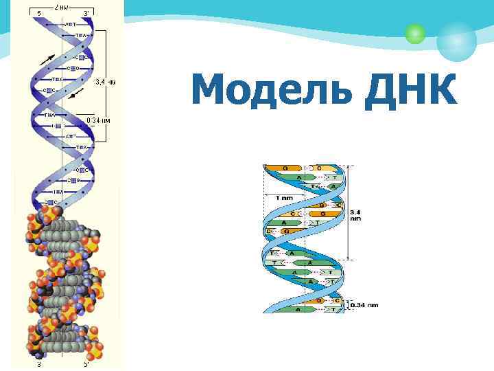 Модель ДНК 
