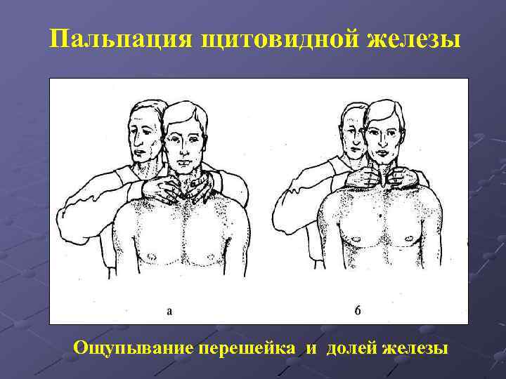 Пальпация щитовидной железы Ощупывание перешейка и долей железы 