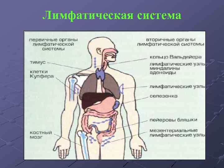 Лимфатическая система 