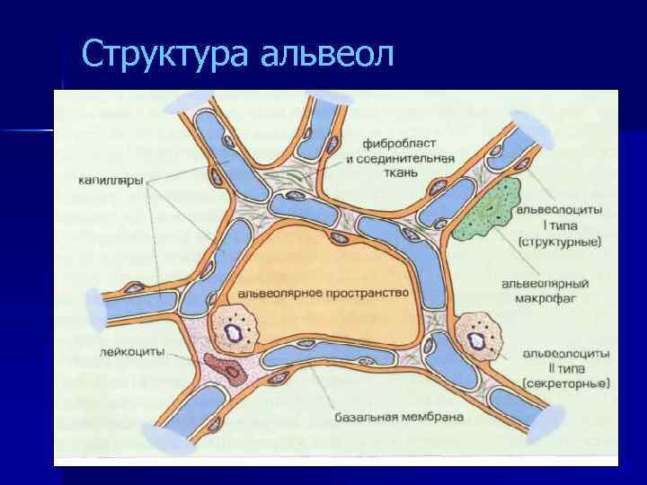 Структура альвеол 