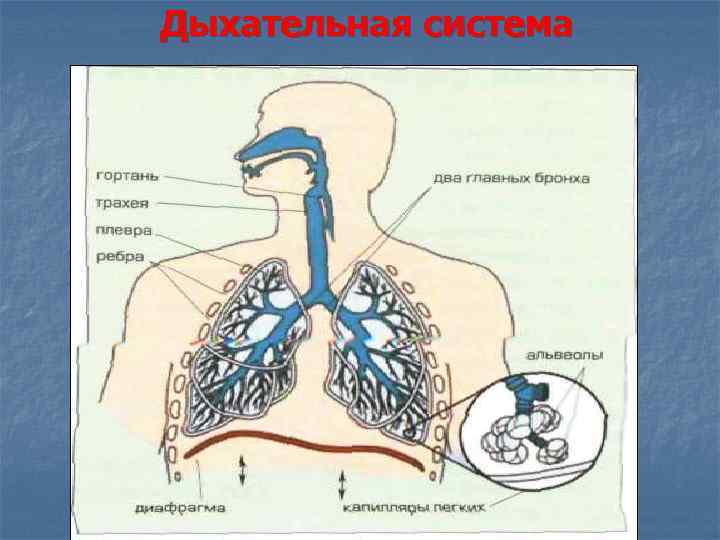 Дыхательная система 