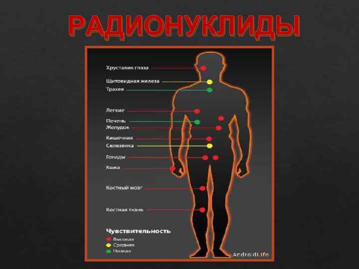 РАДИОНУКЛИДЫ 