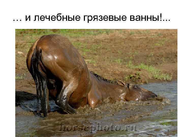… и лечебные грязевые ванны!. . . 