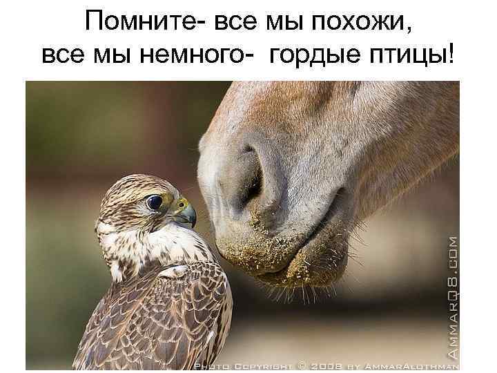 Помните- все мы похожи, все мы немного- гордые птицы! 