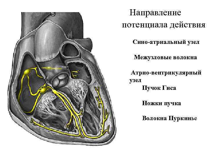 Направление потенциала действия Сино-атриальный узел Межузловые волокна Атрио-вентрикулярный узел Пучок Гиса Ножки пучка Волокна