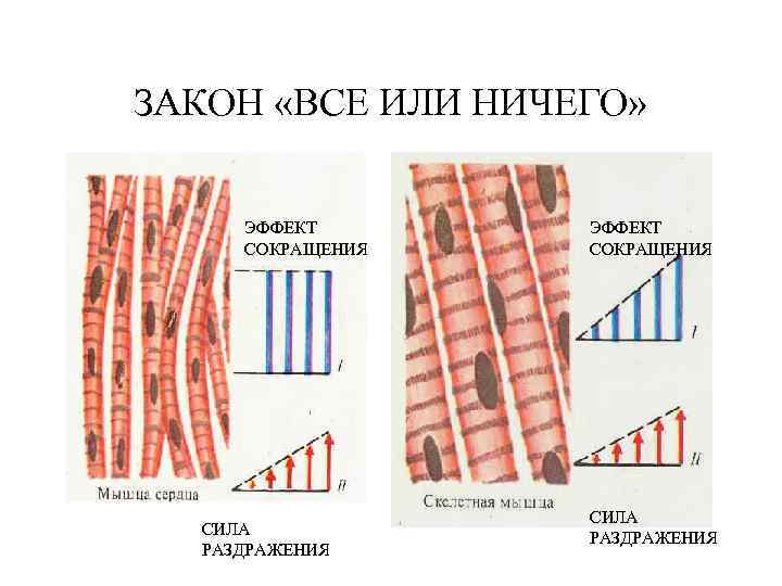 ЗАКОН «ВСЕ ИЛИ НИЧЕГО» ЭФФЕКТ СОКРАЩЕНИЯ СИЛА РАЗДРАЖЕНИЯ 