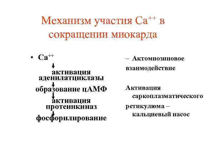 Механизм участия Са++ в сокращении миокарда • Са++ активация аденилатциклазы образование ц. АМФ активация