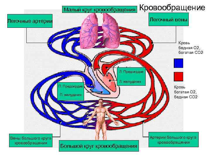 Малый круг кровообращения Кровообращение Легочный вены Легочные артерии Кровь бедная О 2, богатая CO