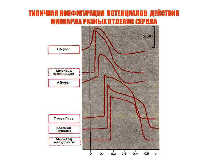 ТИПИЧНАЯ КОНФИГУРАЦИЯ ПОТЕНЦИАЛОВ ДЕЙСТВИЯ МИОКАРДА РАЗНЫХ ОТДЕЛОВ СЕРДЦА Ек 