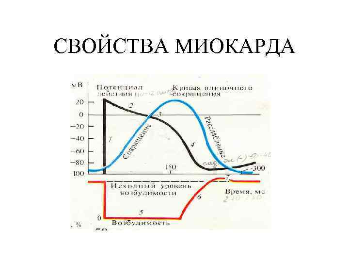 СВОЙСТВА МИОКАРДА 
