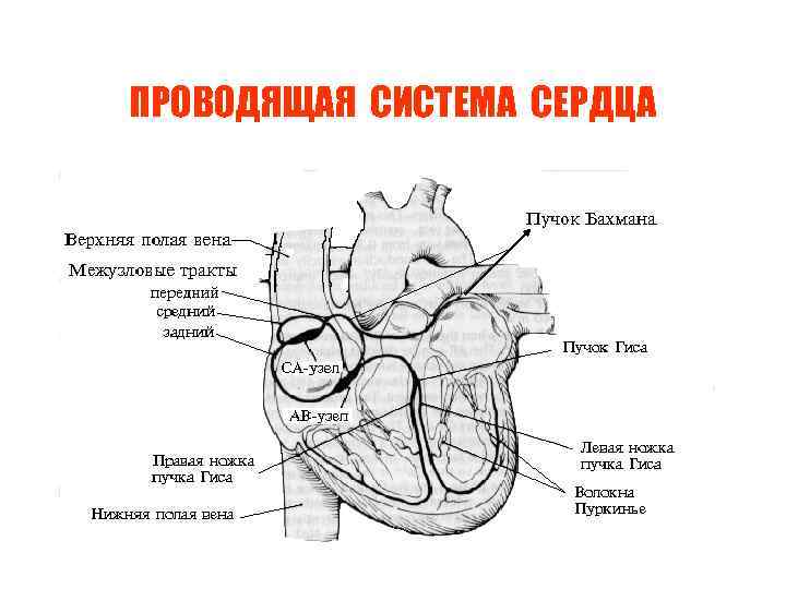 ПРОВОДЯЩАЯ СИСТЕМА СЕРДЦА 