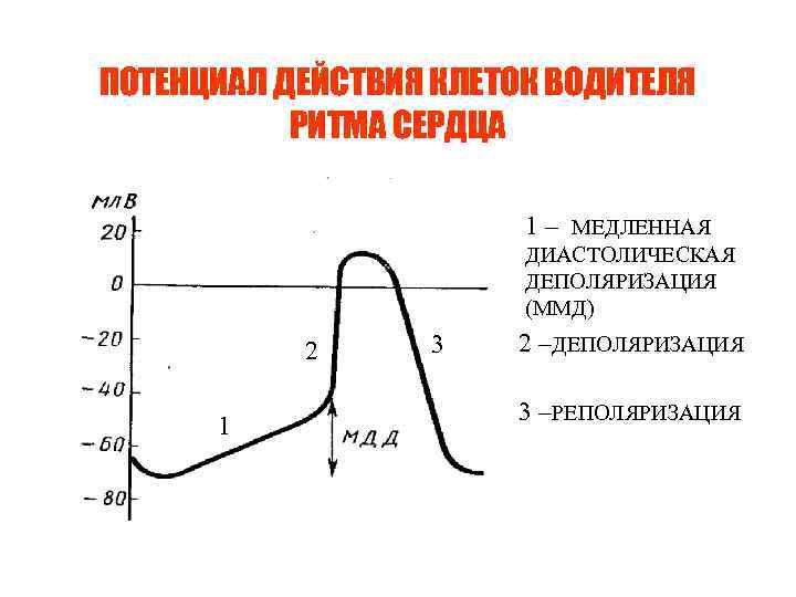 ПОТЕНЦИАЛ ДЕЙСТВИЯ КЛЕТОК ВОДИТЕЛЯ РИТМА СЕРДЦА 1 – МЕДЛЕННАЯ ДИАСТОЛИЧЕСКАЯ ДЕПОЛЯРИЗАЦИЯ (ММД) 2 1