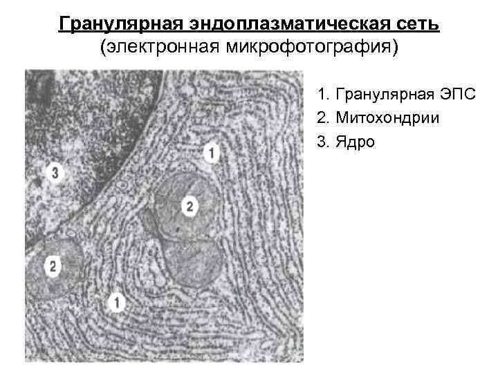 Какова функция органоида электронная микрофотография которого представлена на рисунке