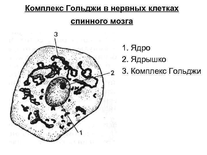 Комплекс Гольджи в нервных клетках спинного мозга 1. Ядро 2. Ядрышко 3. Комплекс Гольджи