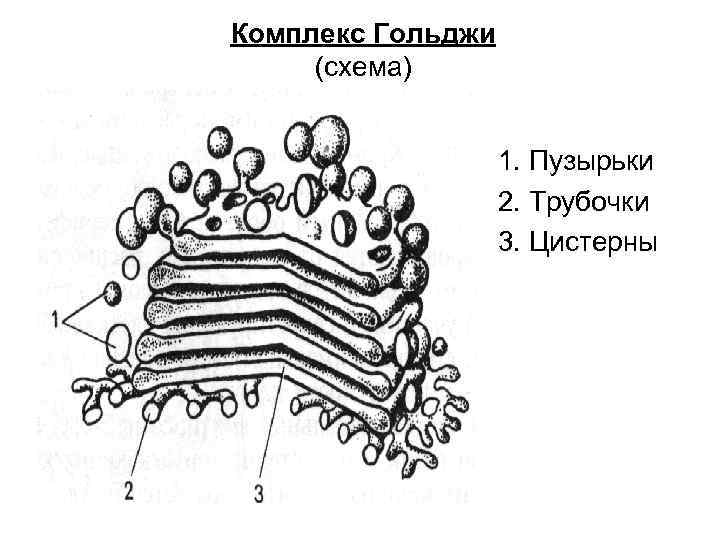 2 комплекс гольджи. Комплекс Гольджи строение. Цистерны комплекса Гольджи строение.