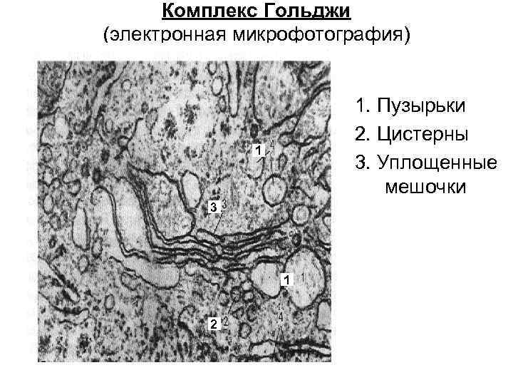 Комплекс гольджи фото под микроскопом