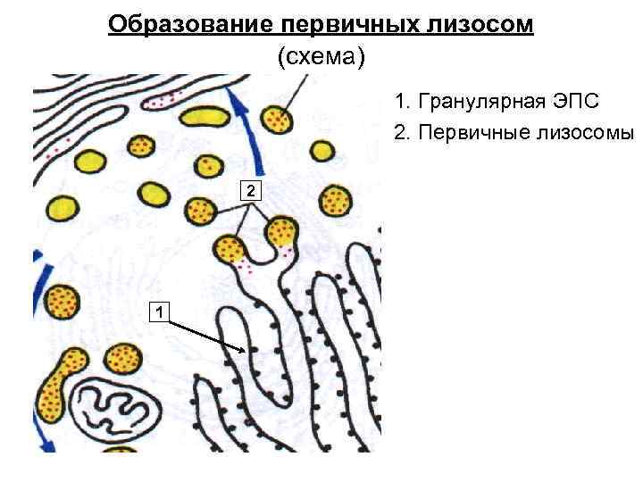 Слияние лизосомы с фагоцитозным пузырьком