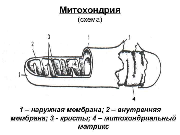 Митохондрия (схема) 4 1 – наружная мембрана; 2 – внутренняя мембрана; 3 - кристы;