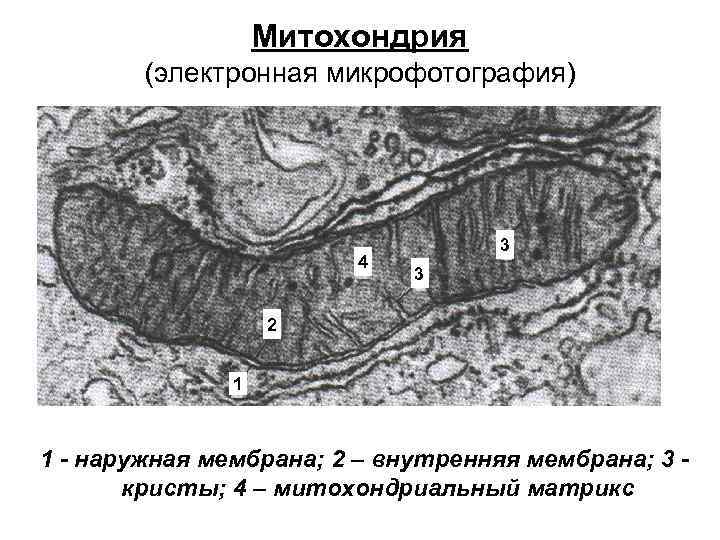 Какова функция органоида электронная микрофотография которого представлена на рисунке